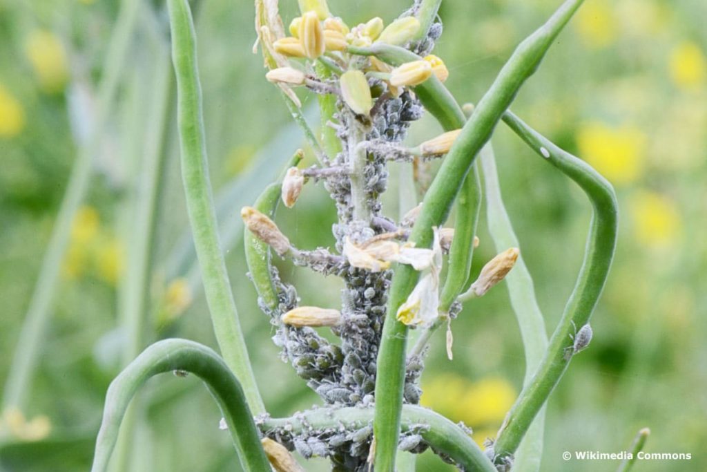 Mehlige Kohlblattlaus - Brevicoryne brassicae