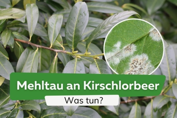 Mehltau an Kirschlorbeer: was tun?