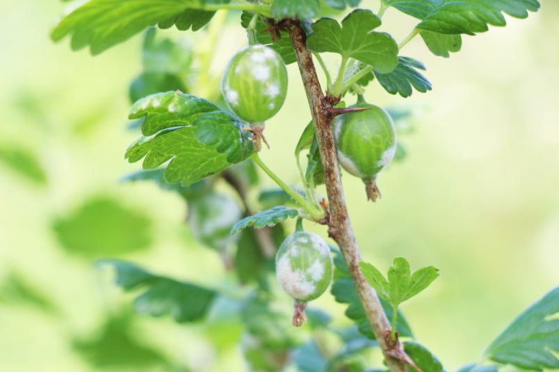 Mehltau an Stachelbeeren