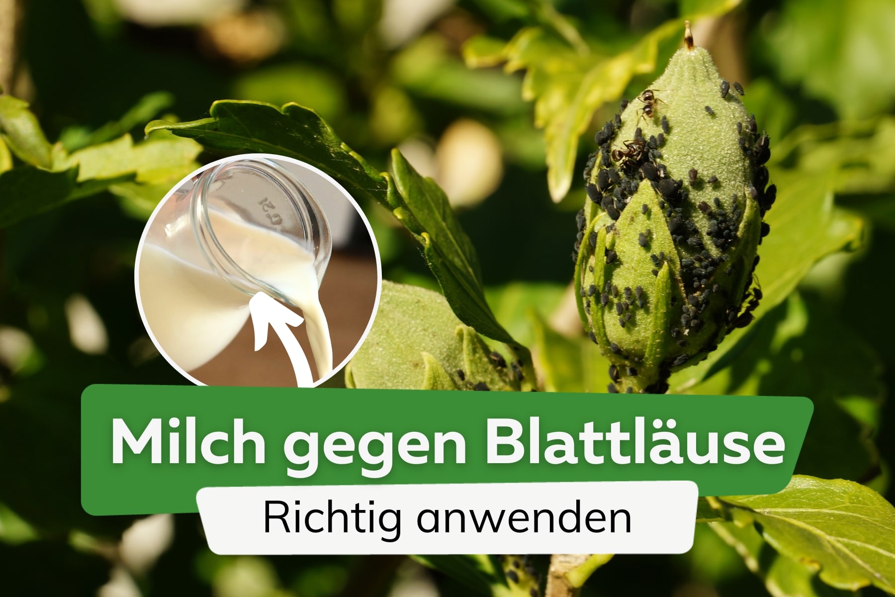 Milch gegen Blattläuse einsetzen: so geht's