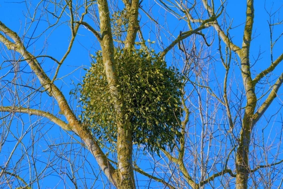 Misteln zum Baum absterben lassen