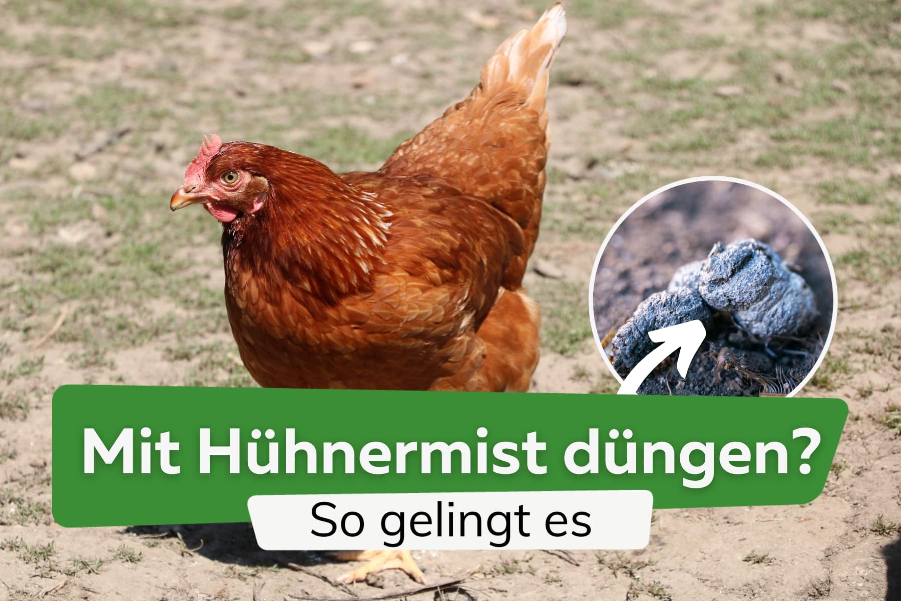 Hühnermist als Dünger nutzen oder kompostieren?