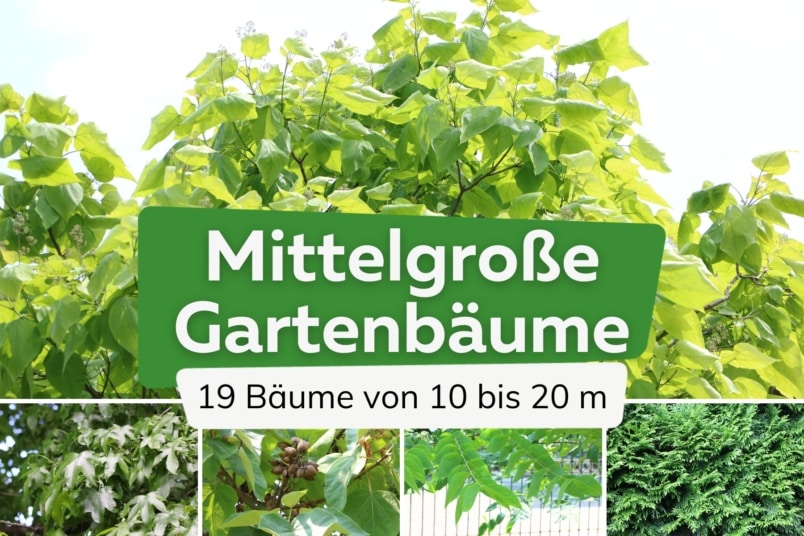 Diese 19 Garten-Bäume erreichen 10-20m Höhe | Mittelgroße Bäume