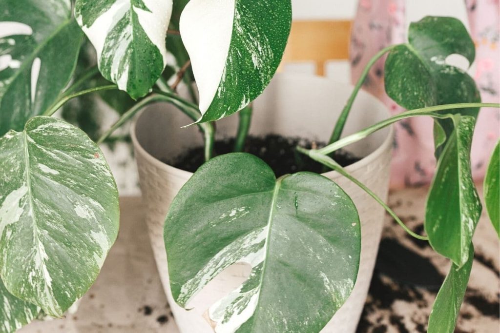 Monstera deliciosa 'Borsigiana' albo variegata