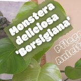 Monstera deliciosa borsigiana