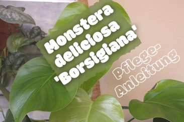 Monstera deliciosa borsigiana