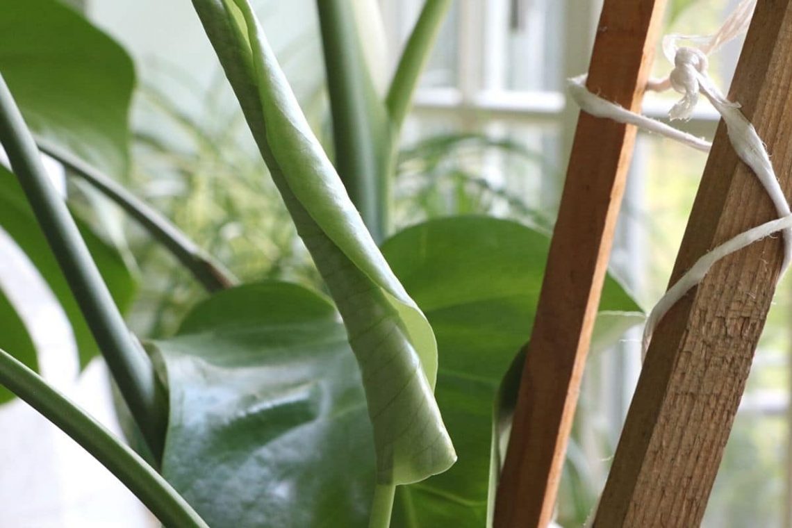 Monstera mit Rankhilfe