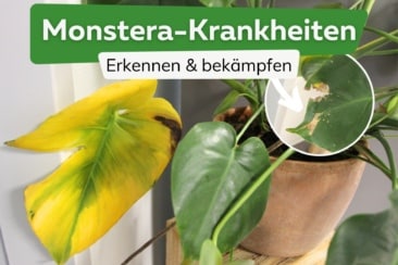 Monstera: die 6 häufigsten Krankheiten