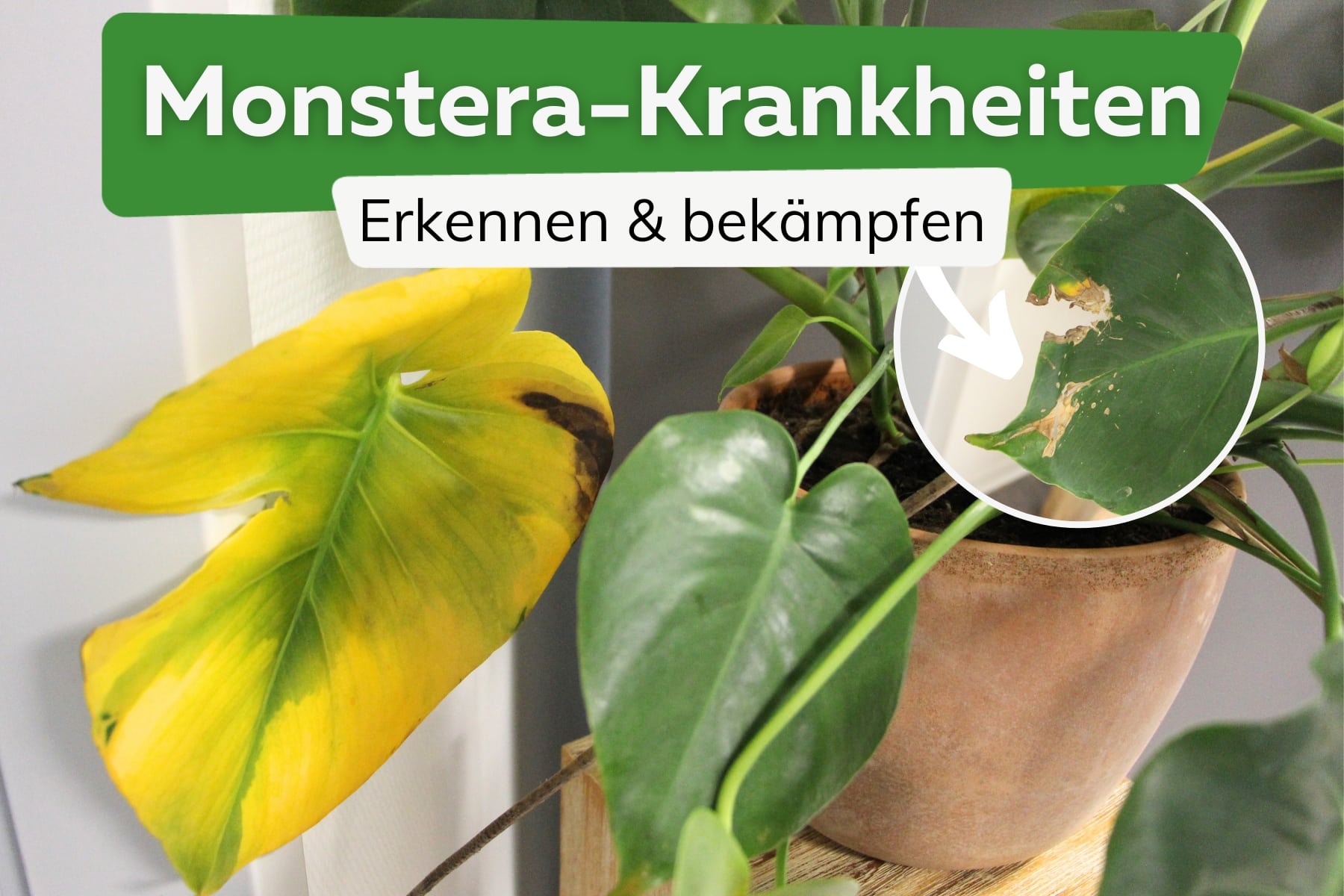 Monstera: die 6 häufigsten Krankheiten