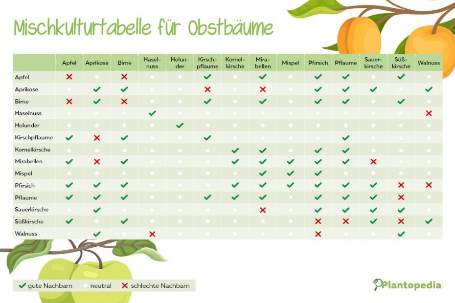 Tabelle welche Obstbäume nebeneinander pflanzen?