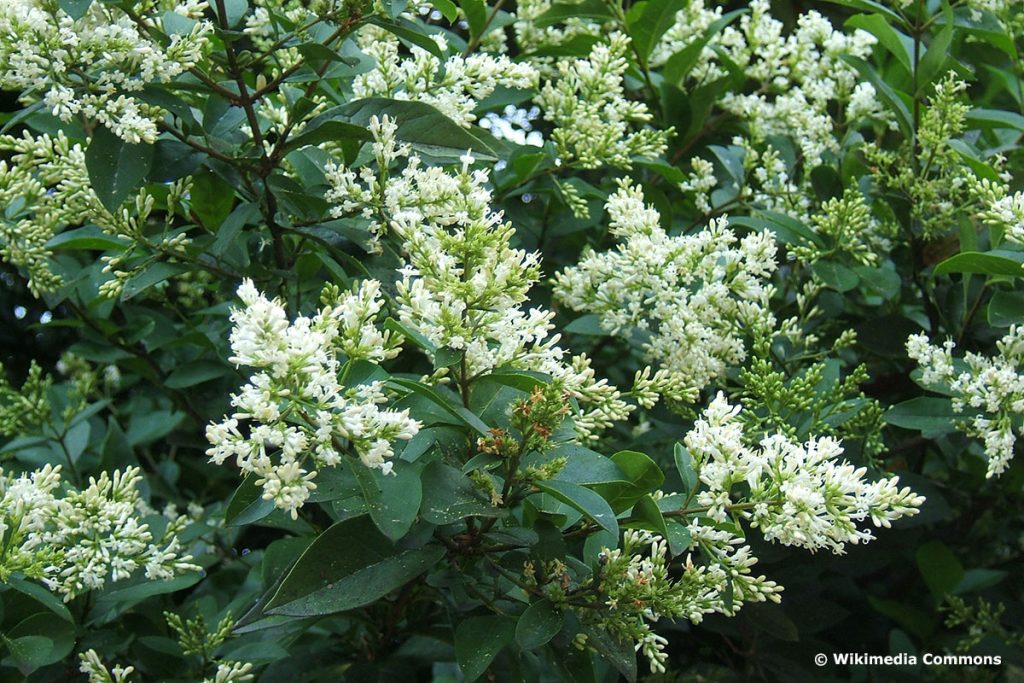 Ovalblättriger Liguster (Ligustrum ovalifolium)