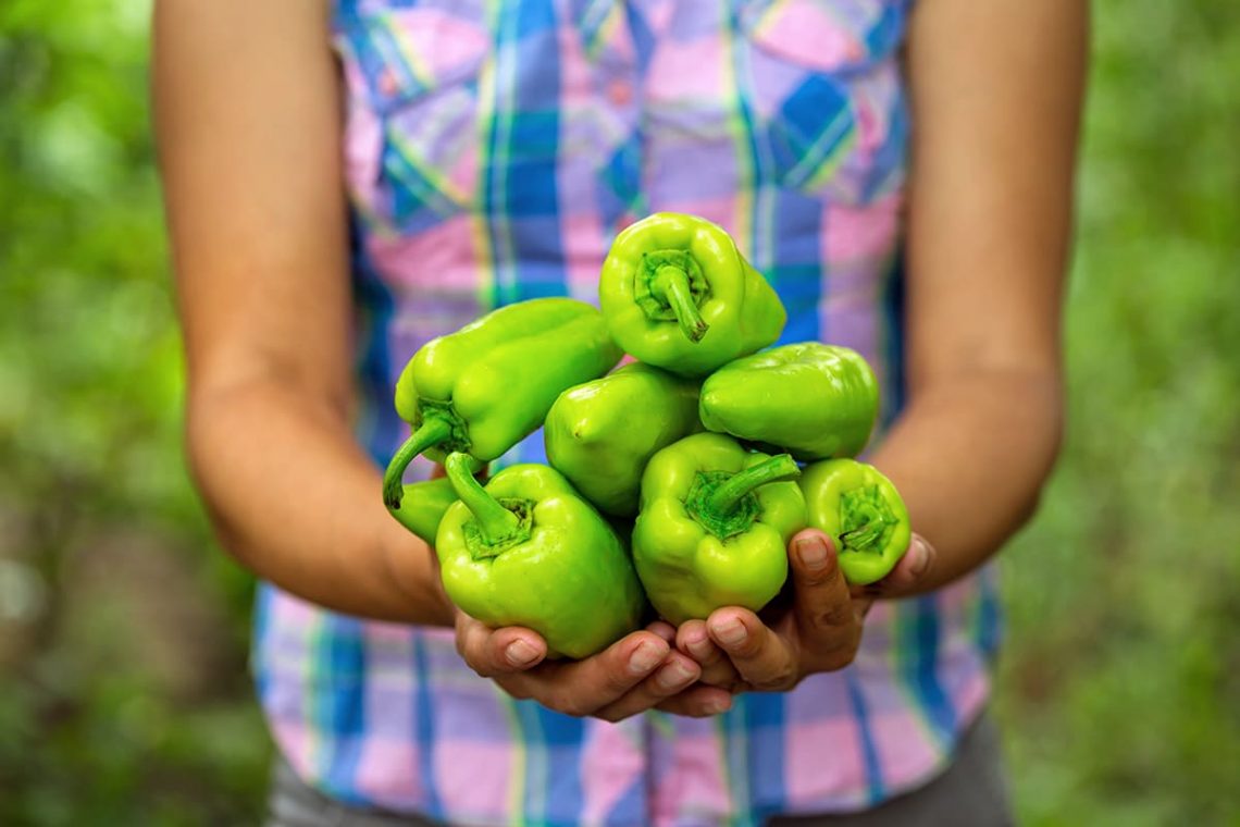 Paprika ernten