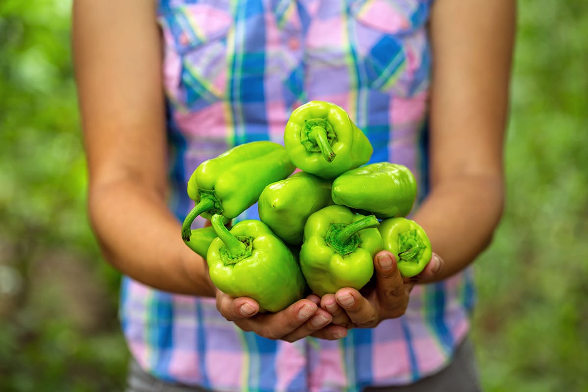 Paprika ernten