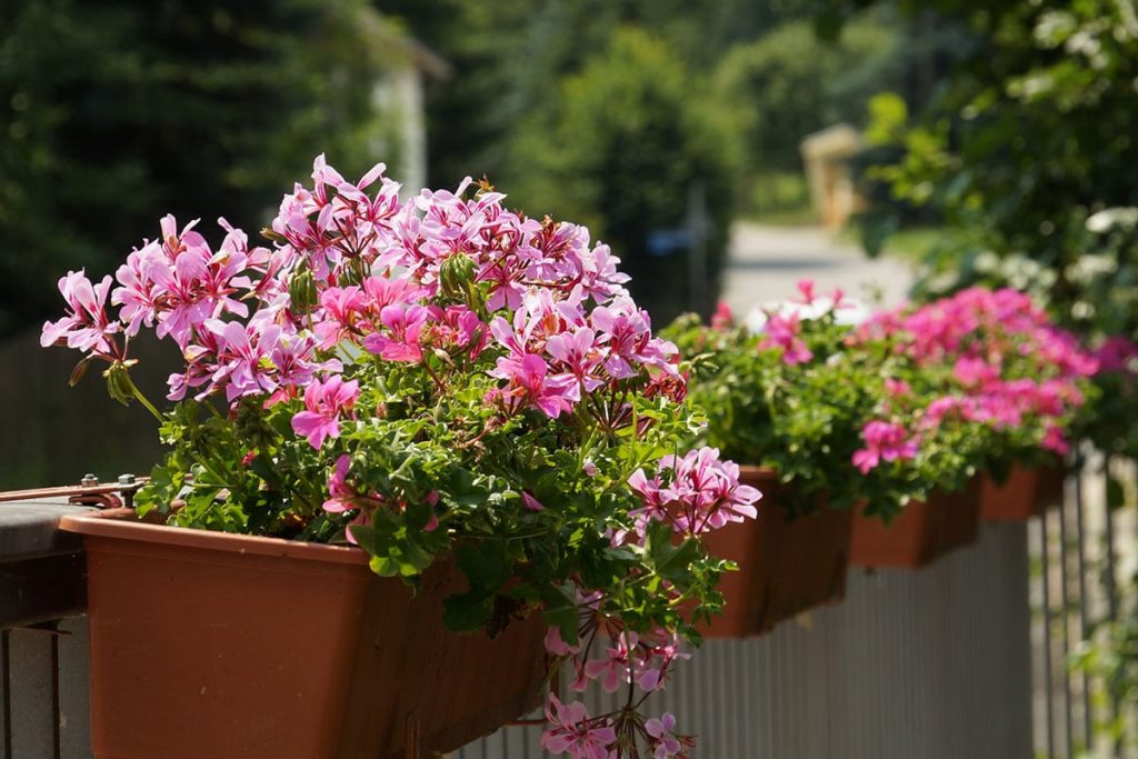 Geranie - Pelargonium