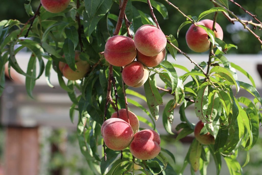 Pfirsichbaum - Prunus persica