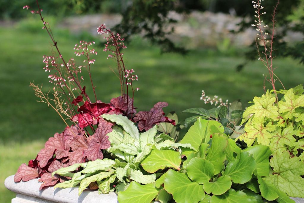 Purpurglöckchen (Heuchera), Begleitpflanzen