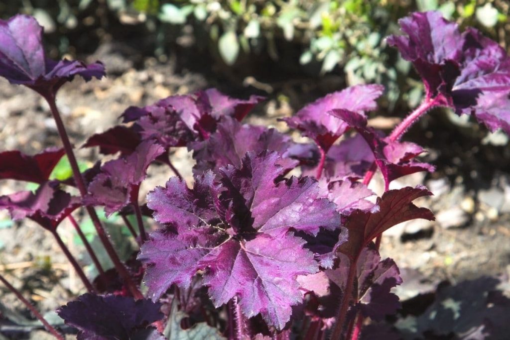 Purpurglöckchen - Heuchera micrantha 'Purple palace'