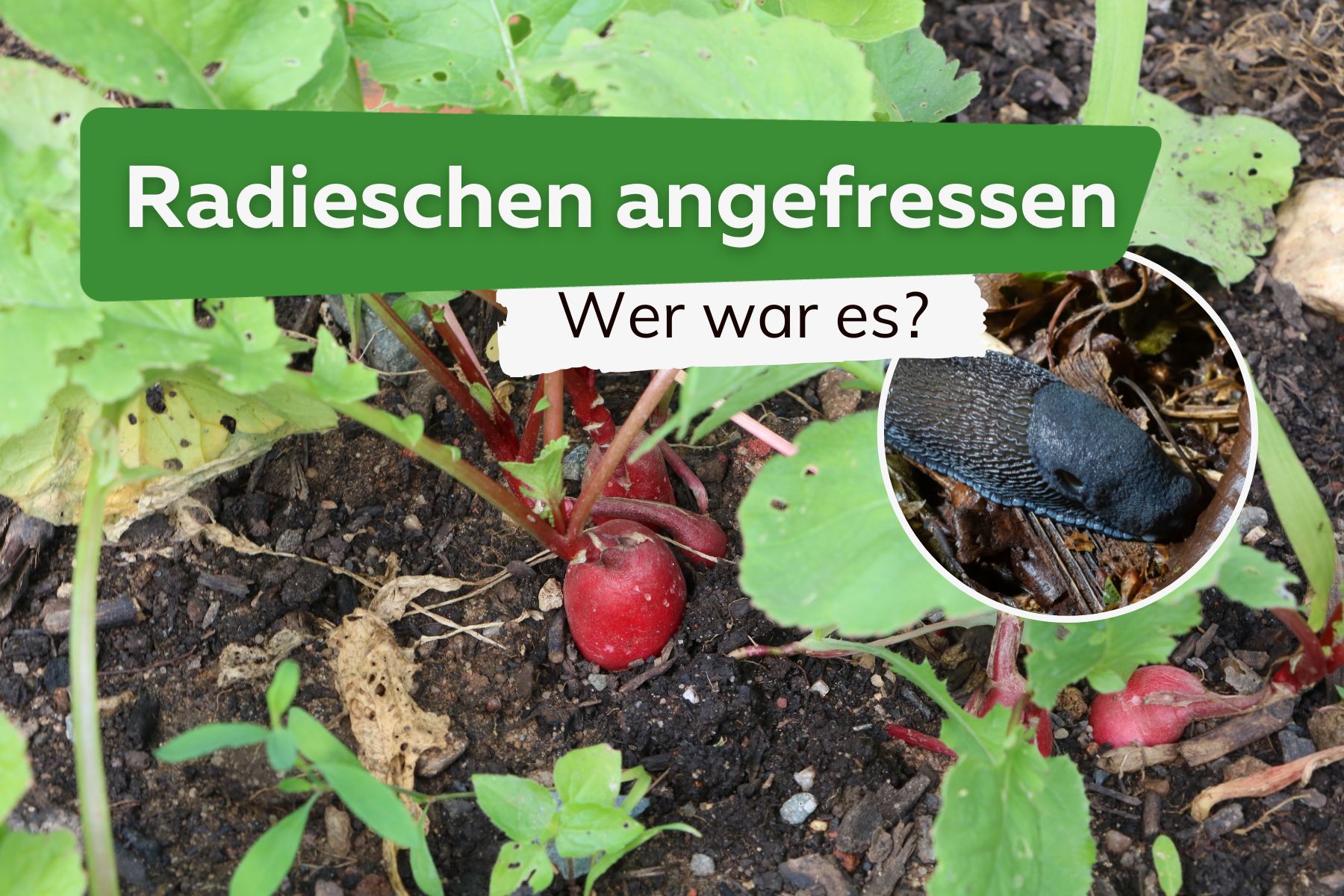 Radieschen angefressen: was tun? Wer war es?