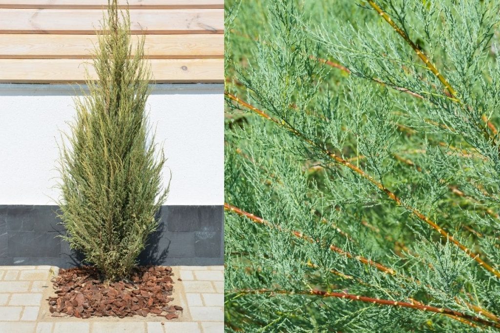 Raketenwachholder 'Skyrocket' (Juniperus scopulorum 'Skyrocket'), Heckenpflanze