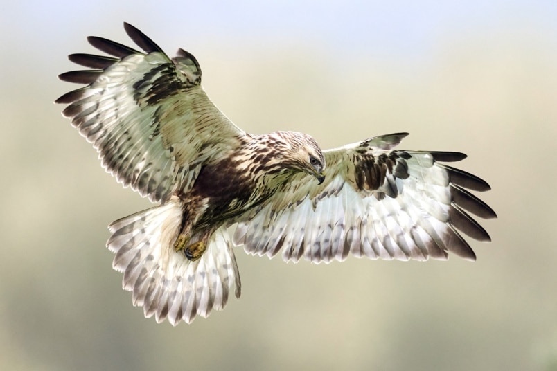 Raufussbussard (Buteo lagopus)