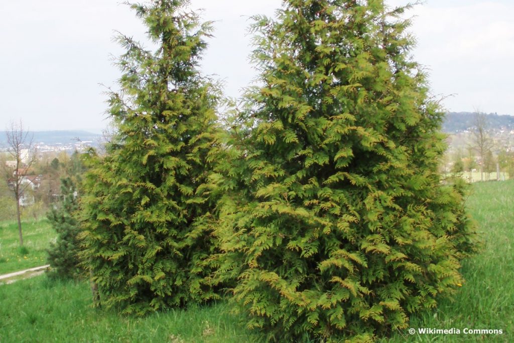 Gartenbäume zwischen 10 und 20 Metern - Riesen-Lebensbaum