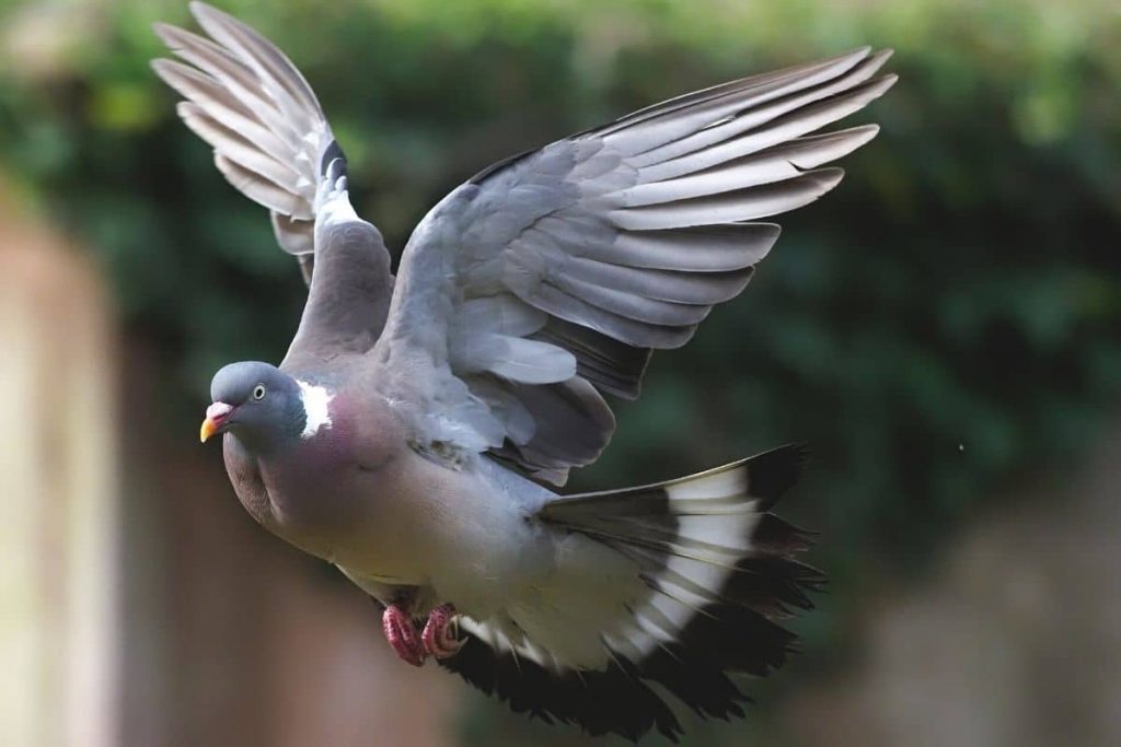 Ringeltaube - Columba palumbus