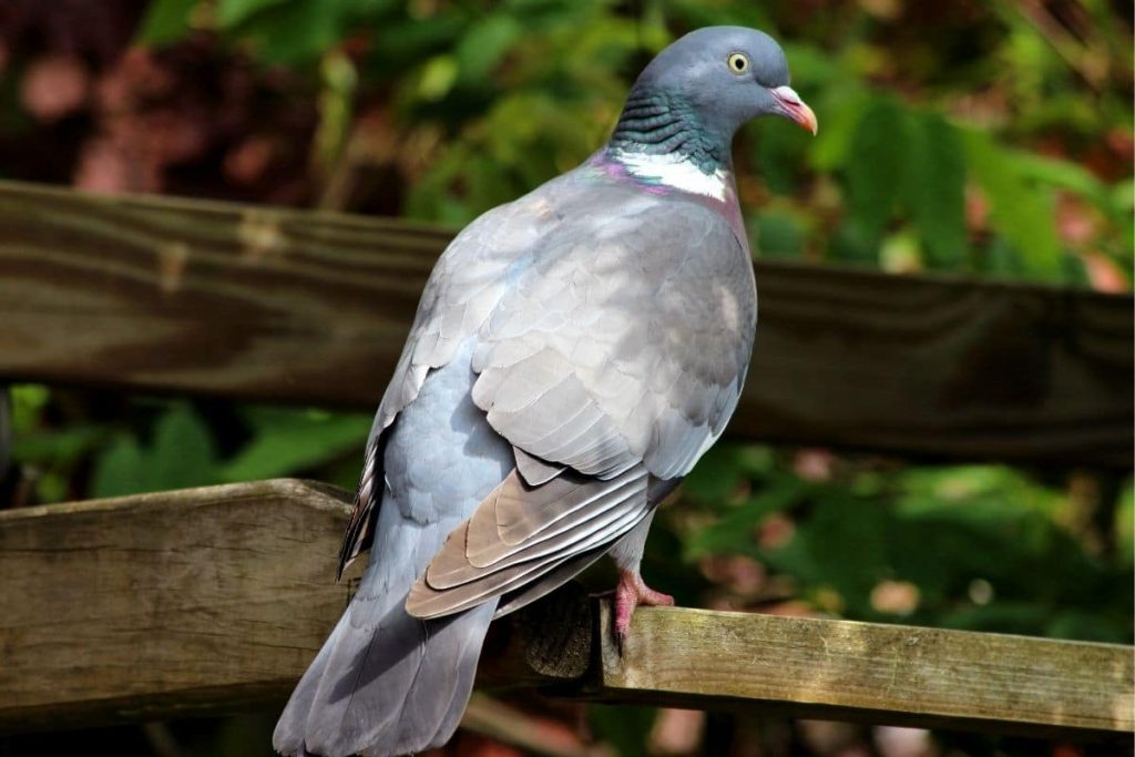 Ringeltaube - Columba palumbus