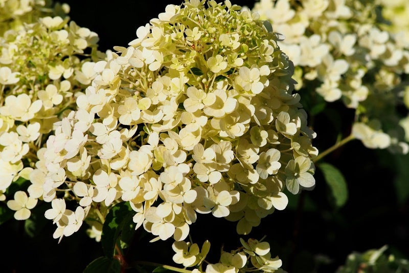 Rispenhortensie (Hydrangea paniculata 'Bobo')