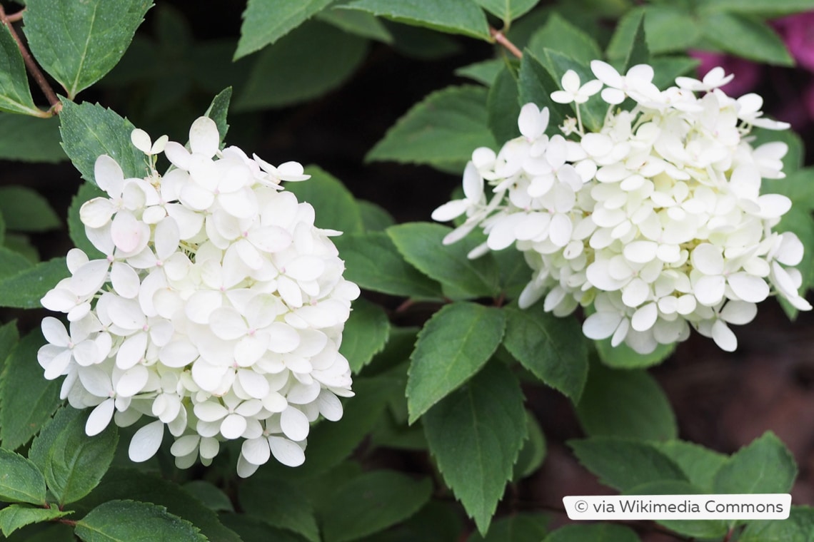 Rispenhortensie (Hydrangea paniculata 'Bombshell')