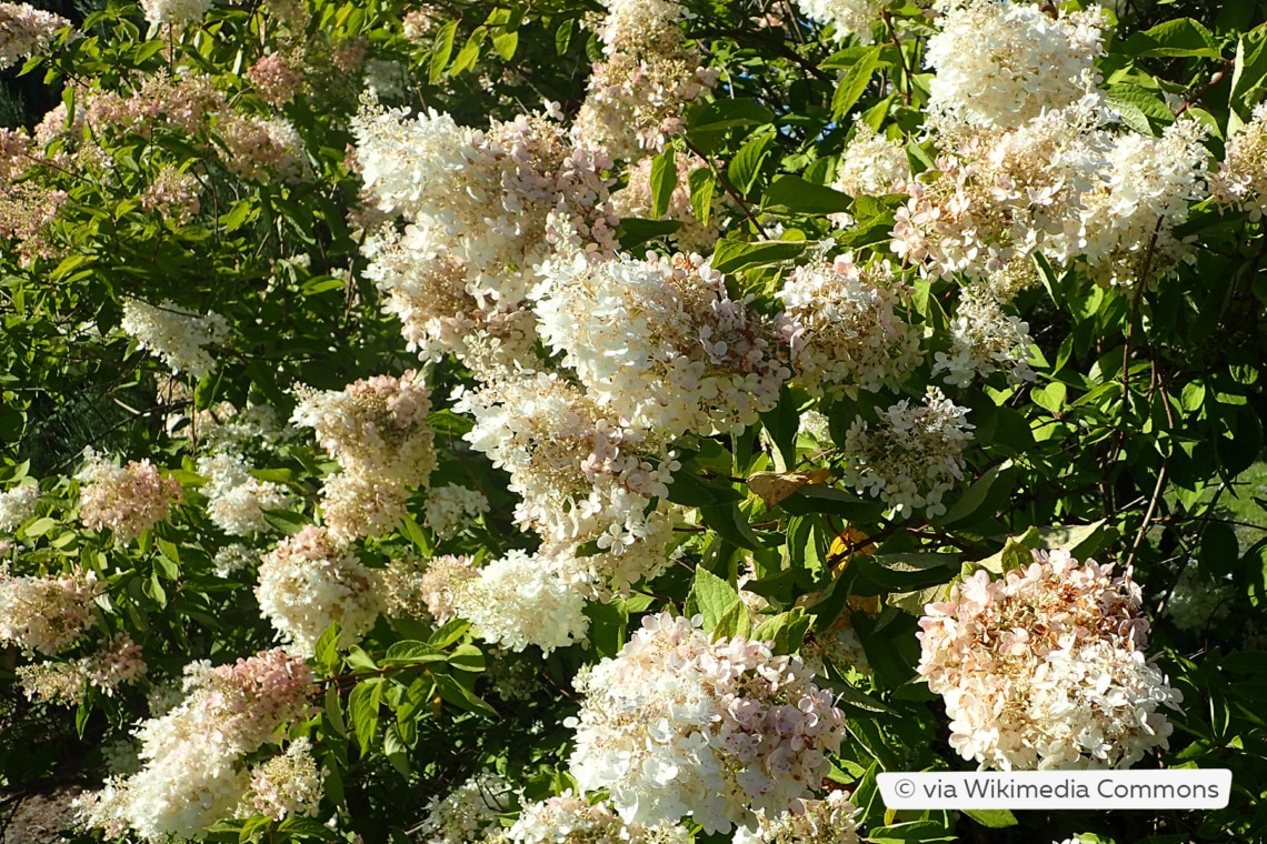 Rispenhortensie (Hydrangea paniculata 'Grandiflora')