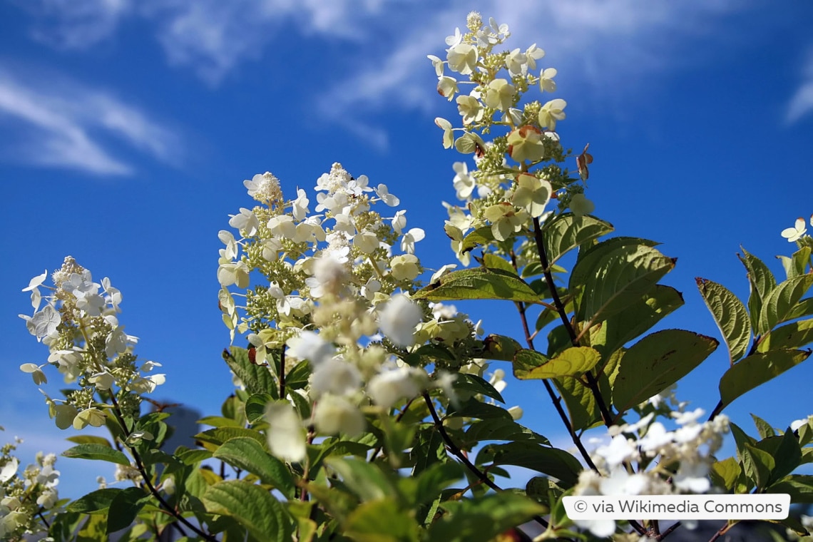 Rispenhortensie (Hydrangea paniculata 'Tardiva')