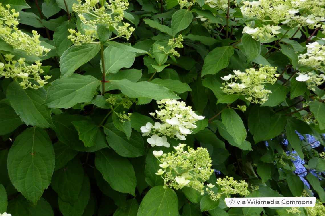 Rispenhortensie (Hydrangea paniculata 'Unique')