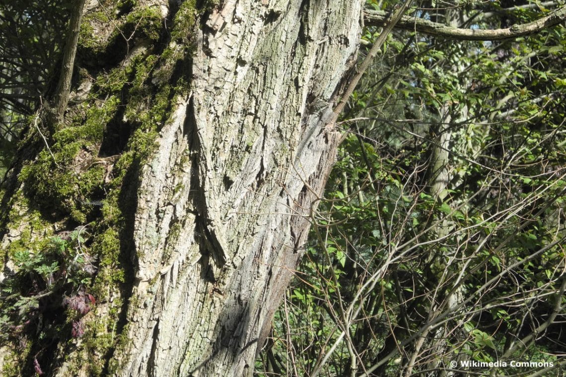 Robinie - Robinia pseudoacacia