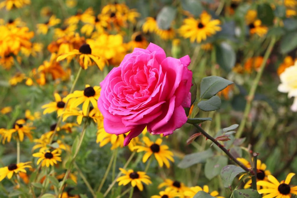 Gräser kombinieren - Rose