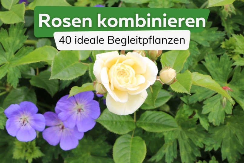 Rosen kombinieren: 40 ideale Begleitpflanzen