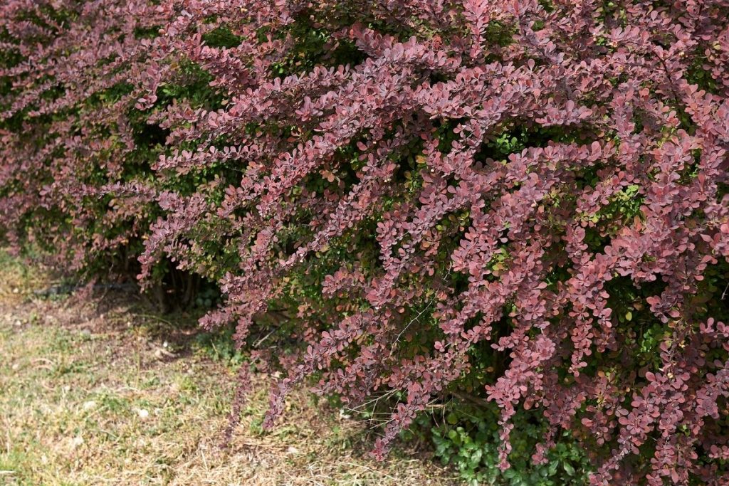 Rote Heckenberberitze 'Atropurpurea' (Berberis thunbergii 'Atropurpurea')