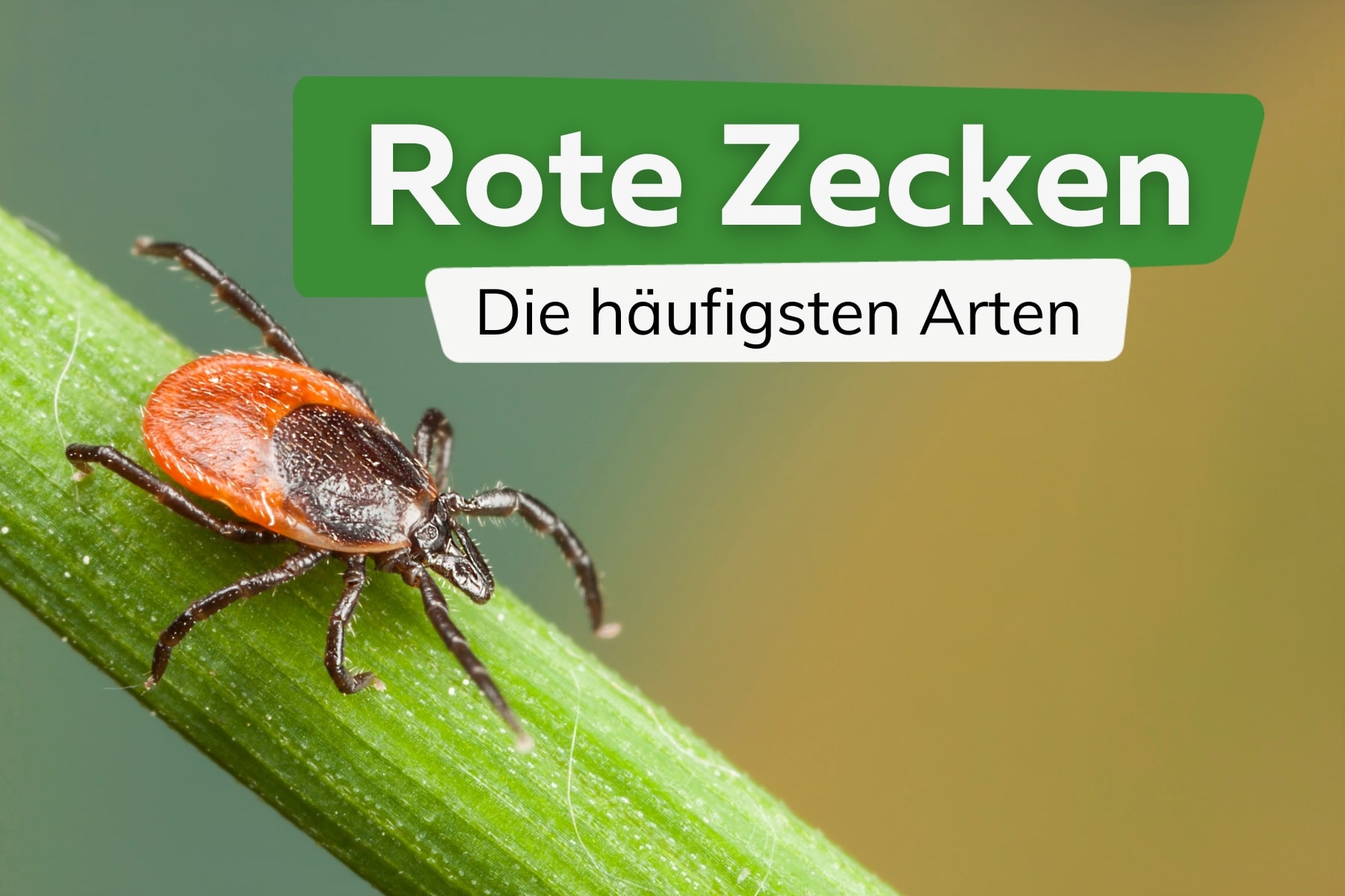 Rote Zecken entdeckt: Infos zur Zeckenart