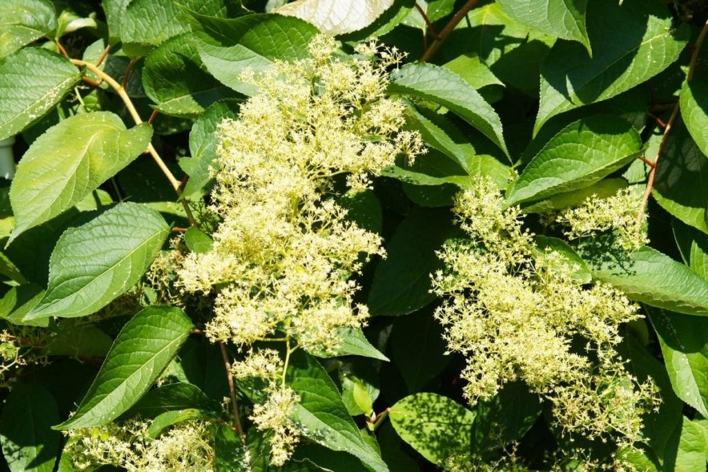 Roter Holunder - Sambucus racemosa