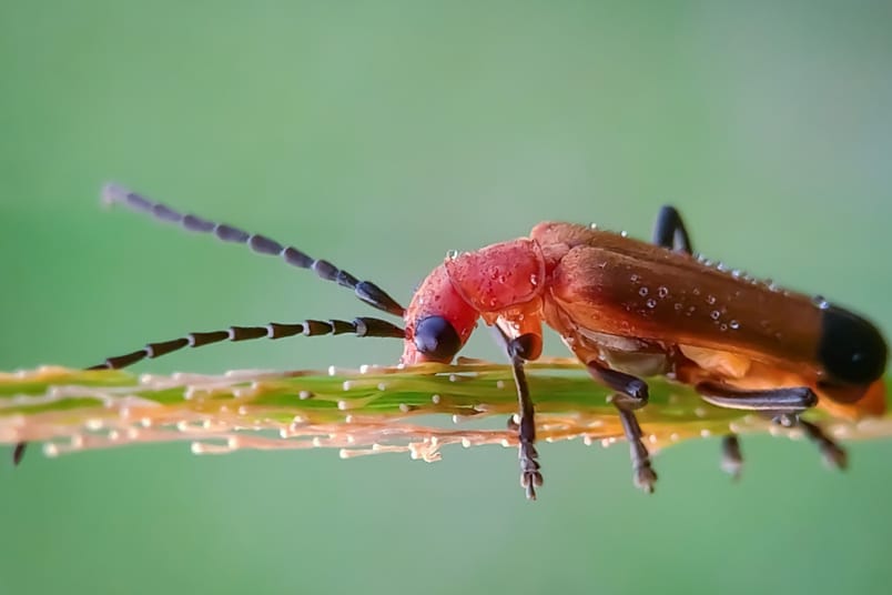 Rotgelber Weichkäfer (Rhagonycha fulva)