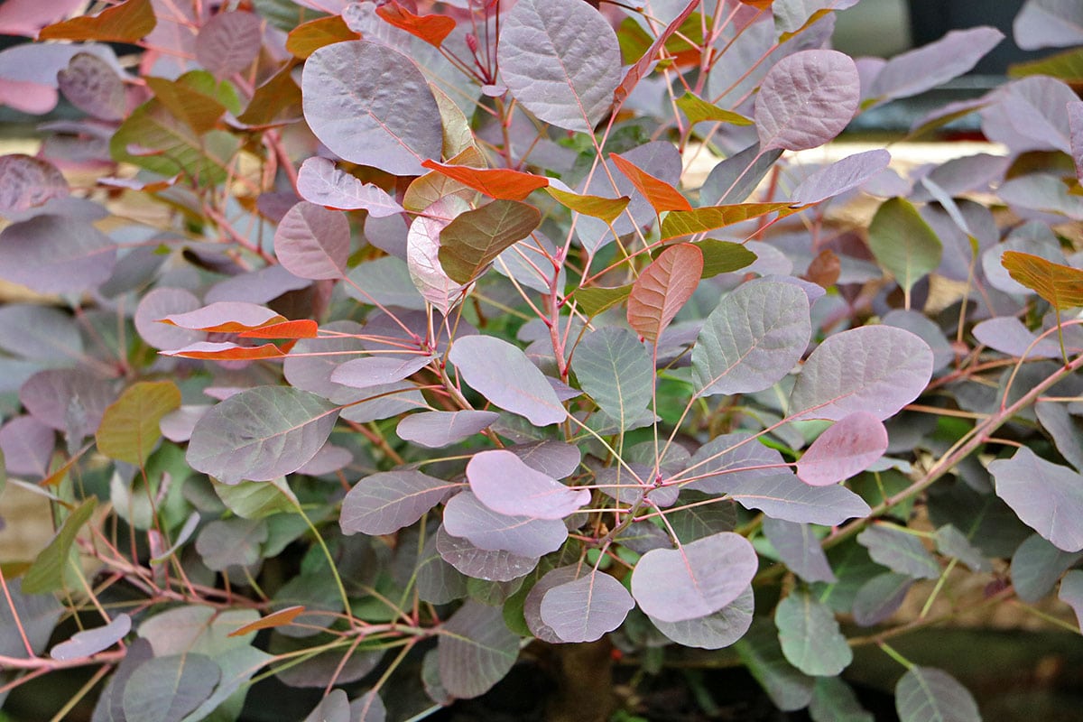 Roter Perückenstrauch (Cotinus coggygria Royal Purple)