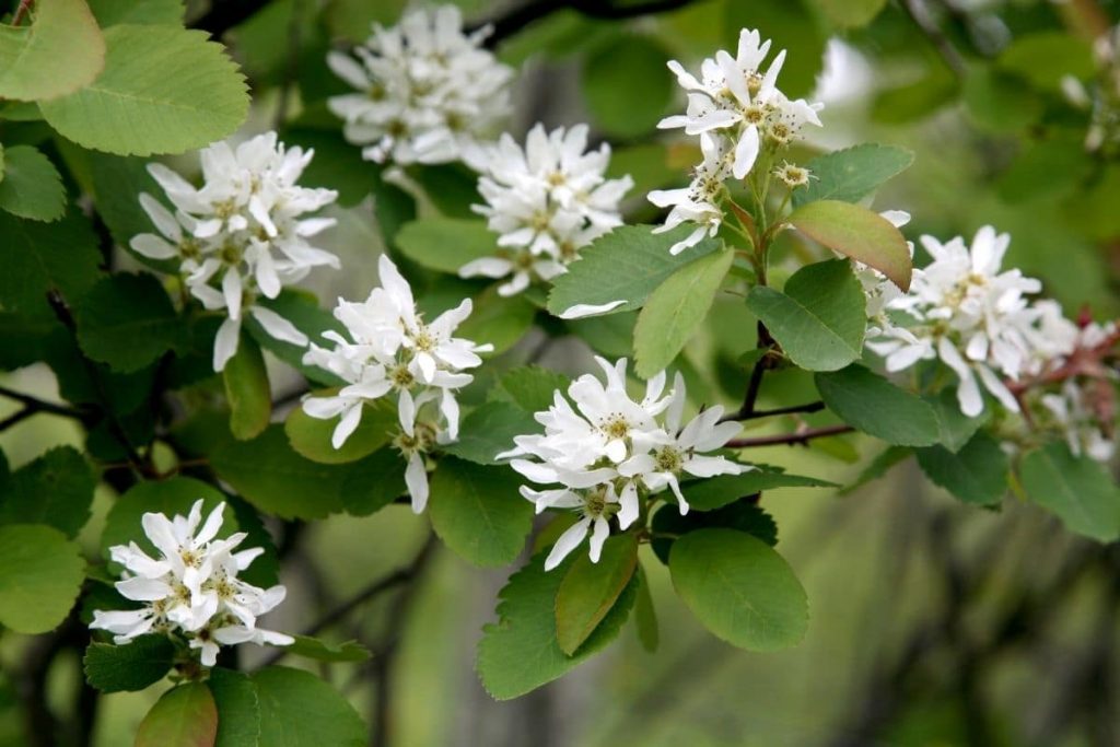 Säulen Felsenbirne 'Obelisk' (Amelanchier alnifolia 'Obelisk'), Heckenpflanze