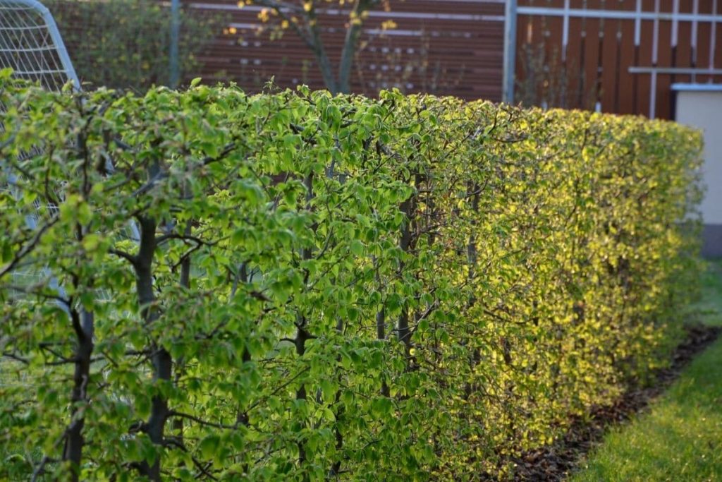 Säulen-Hainbuche (Carpinus betulus)