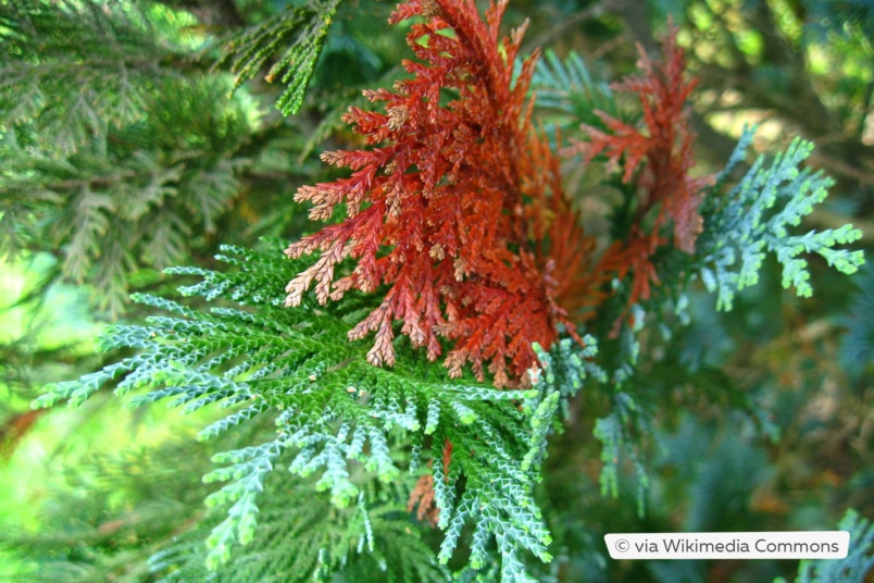 Säulen-Scheinzypresse (Chamaecyparis lawsoniana 'Columnaris')