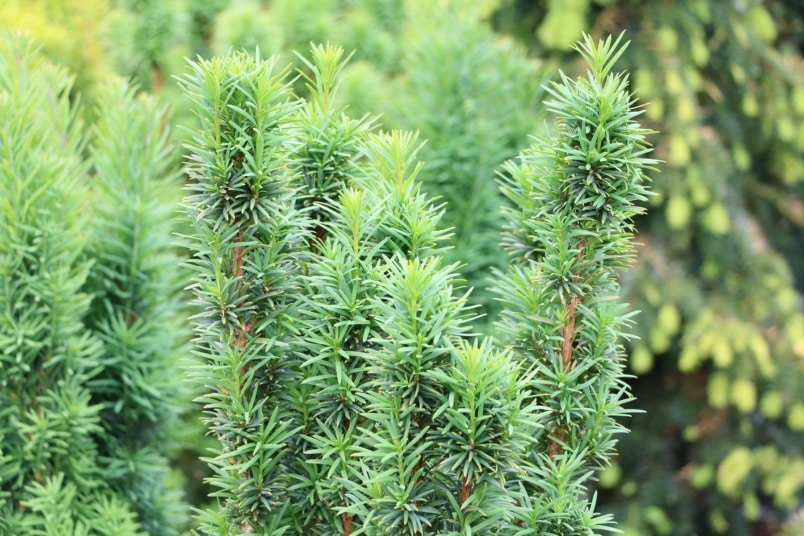 Säuleneibe (Taxus baccata 'Fastigiata')