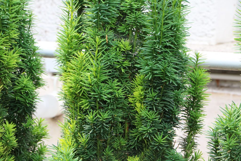 Säuleneibe - Taxus baccata 'Fastigiata robusta'