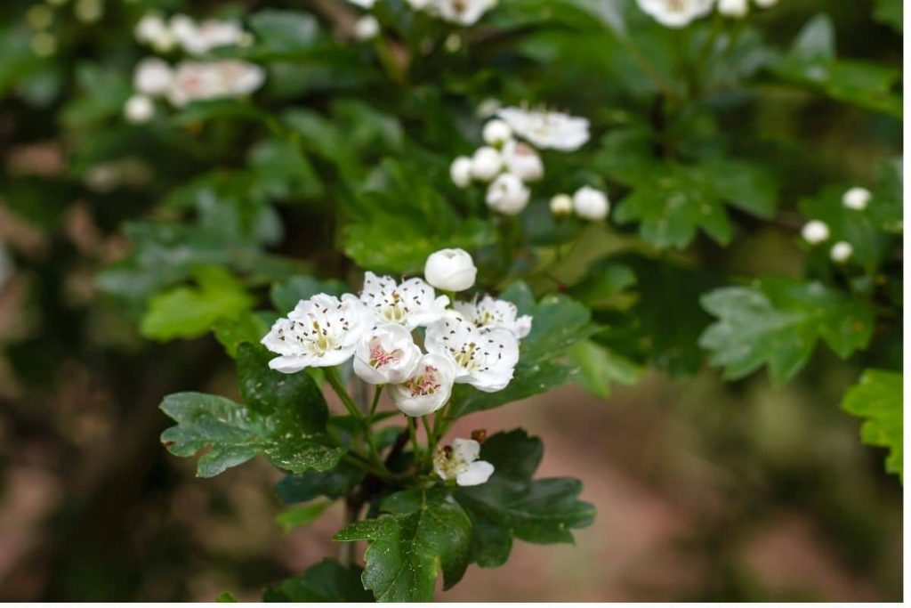 Säulenweißdorn (Crataegus monogyna 'Stricta), Heckenpflanze