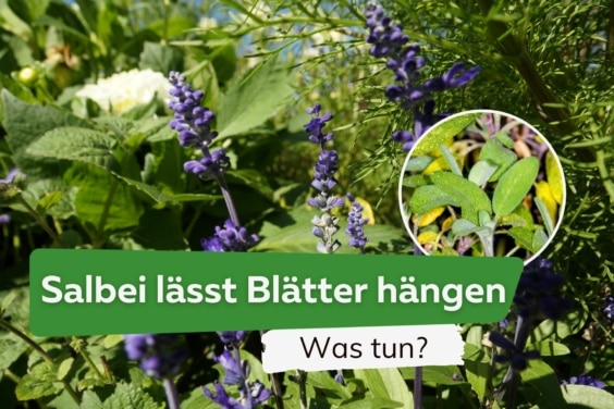 Salbei lässt Blätter hängen und welkt: was tun?