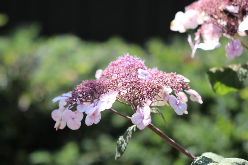 Samthortensie (Hydrangea sargentiana)