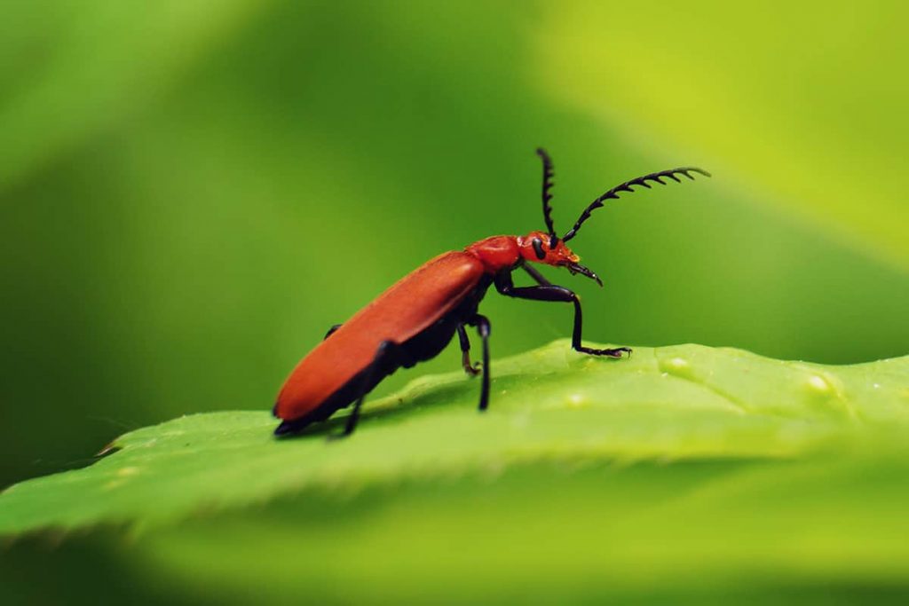 Scharlachroter Feuerkäfer (Pyrochroa coccinea)