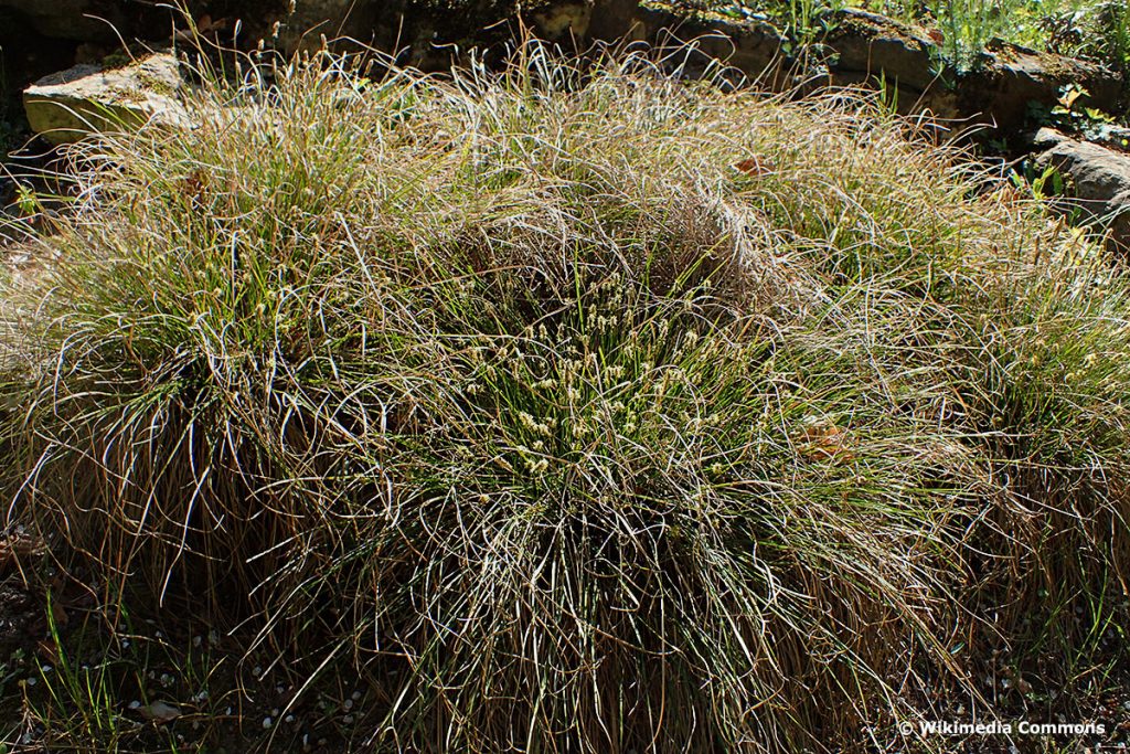 Schatten-Segge (Carex umbrosa)